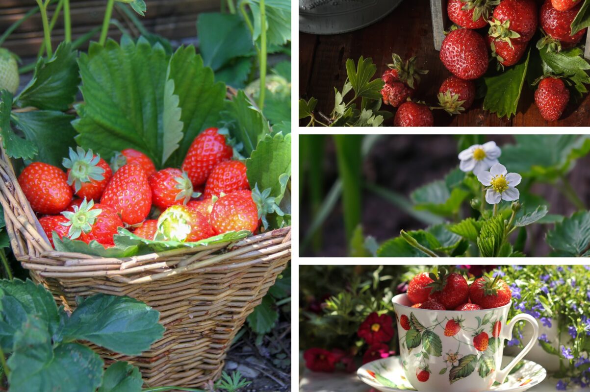 Експерт розповів, як захистити полуницю від хвороб