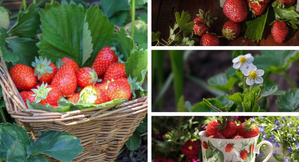 Таке сусідство рятує полуницю: висаджую поряд 1 квітку, і хвороби оминають ягоди завжди 