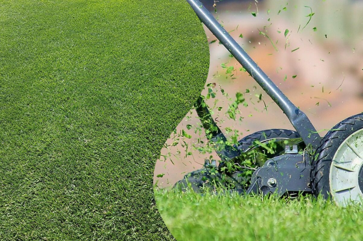 Садівники розповіли, коли найсприятливіший час для косіння газону