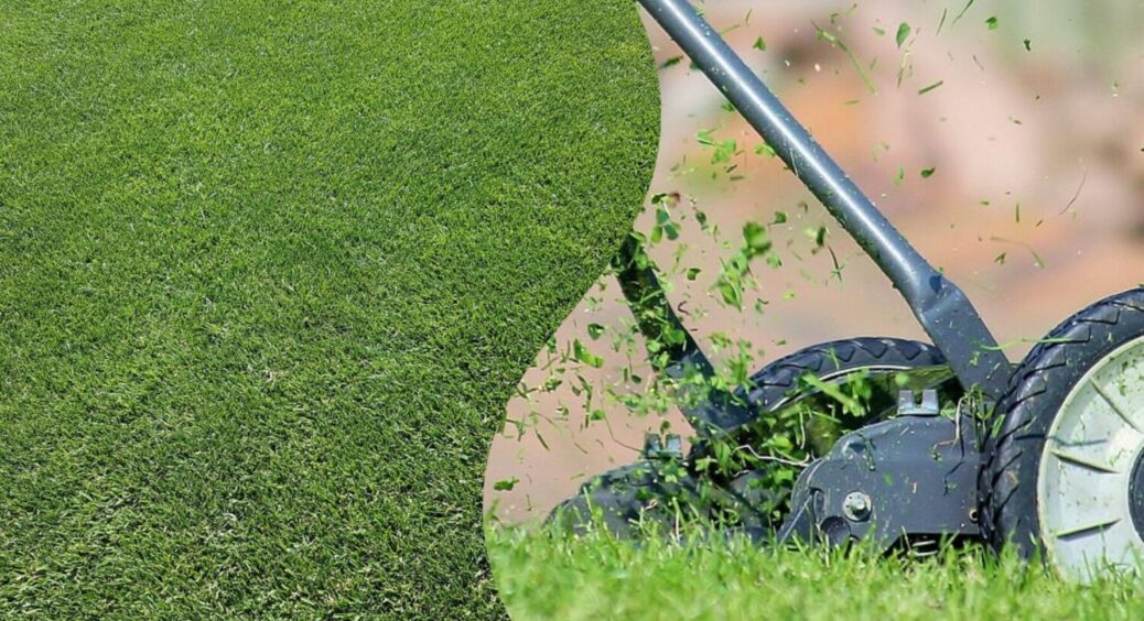 Коли косити, а коли ні – відповідь тут: розсекречено найсприятливіший час для косіння газону 