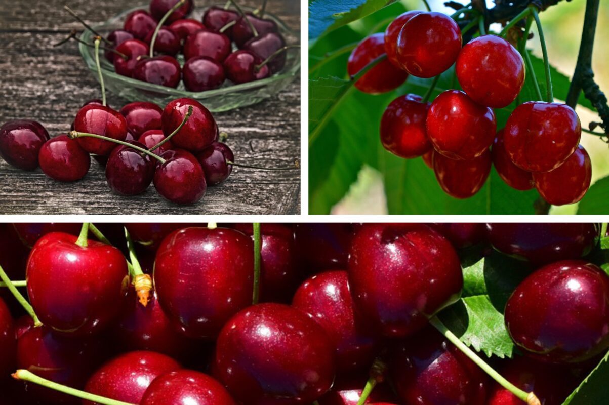 Садівники розсекретили, чим обробити черешню, щоб не було червʼяків