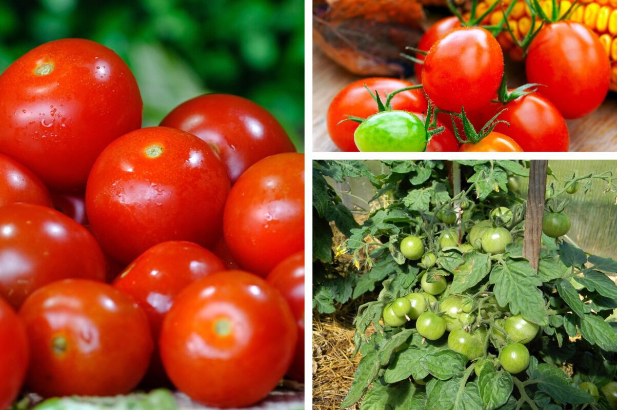 Агроном розповів, як підтримати томати у спеку