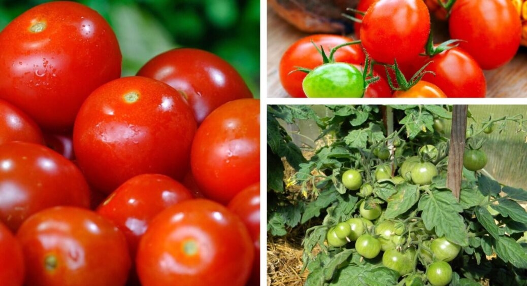 Шкірка помідорів на півдні у 2025 йде по швах: що робити, коли розкішні томати лопають на очах 