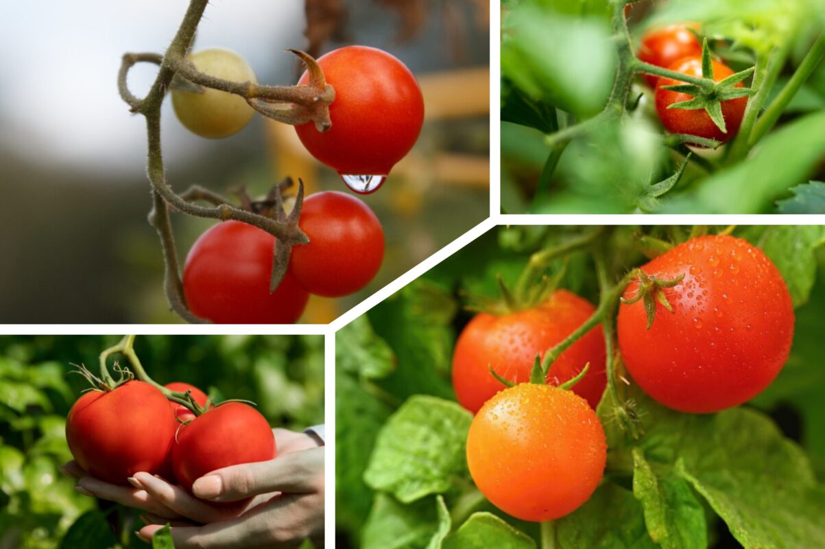 Передозування добрив небезпечне для помідорів