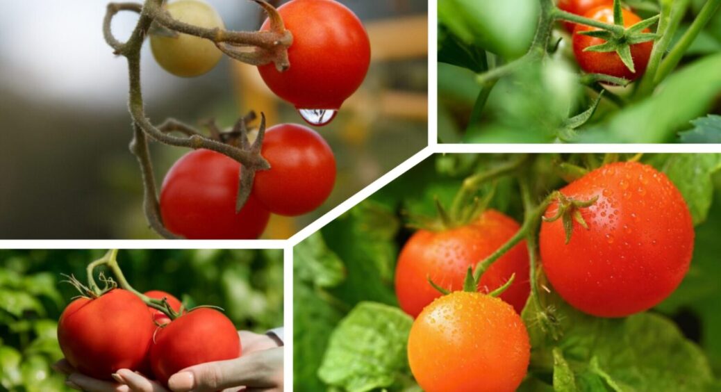Головне правило – не нашкодити: як не зіпсувати томати під час підживлення добривами 