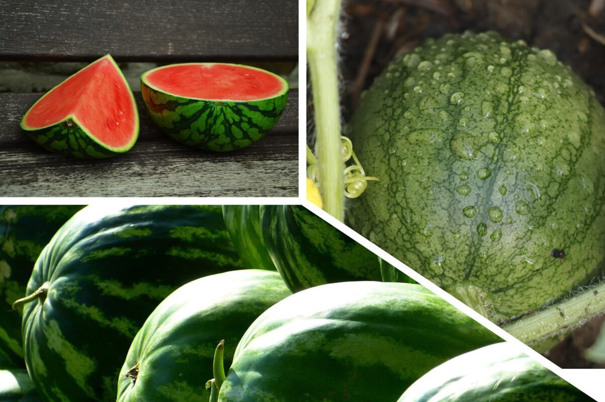 Садівники розповіли, що посадити біля кавунів, щоб позбутись шкідників