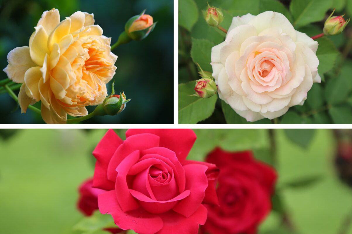 Садівники розповіли, коли влітку кропити троянди для пишного цвітіння
