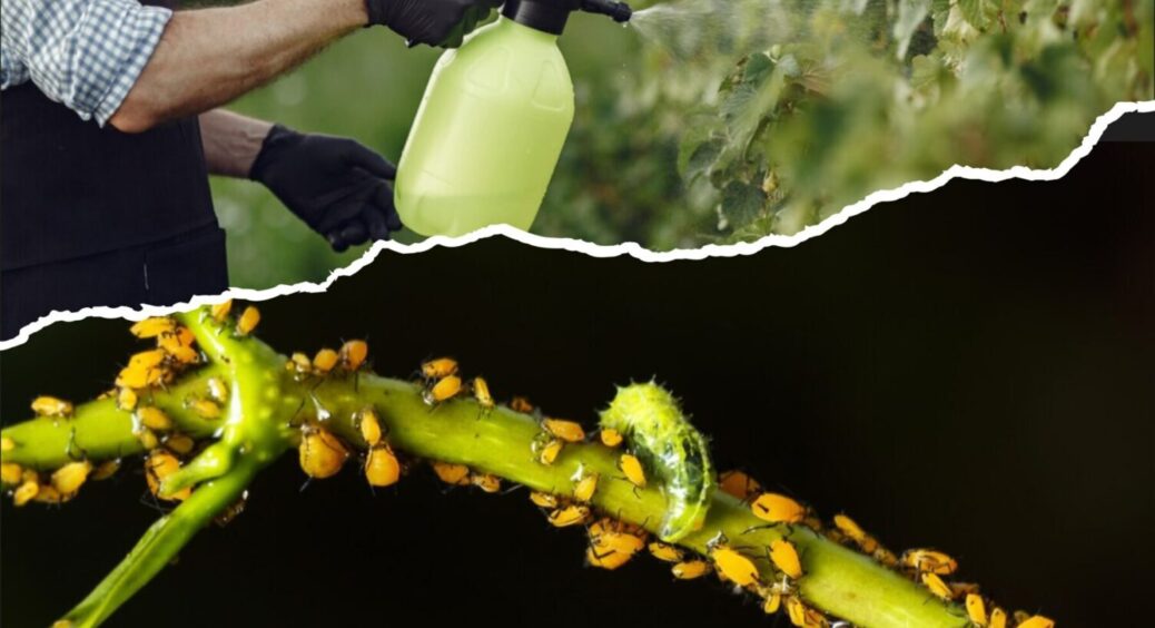 Перевірено 3 рецепти настоїв від попелиці: лише 1 працює стабільно – що кажуть аграрії 