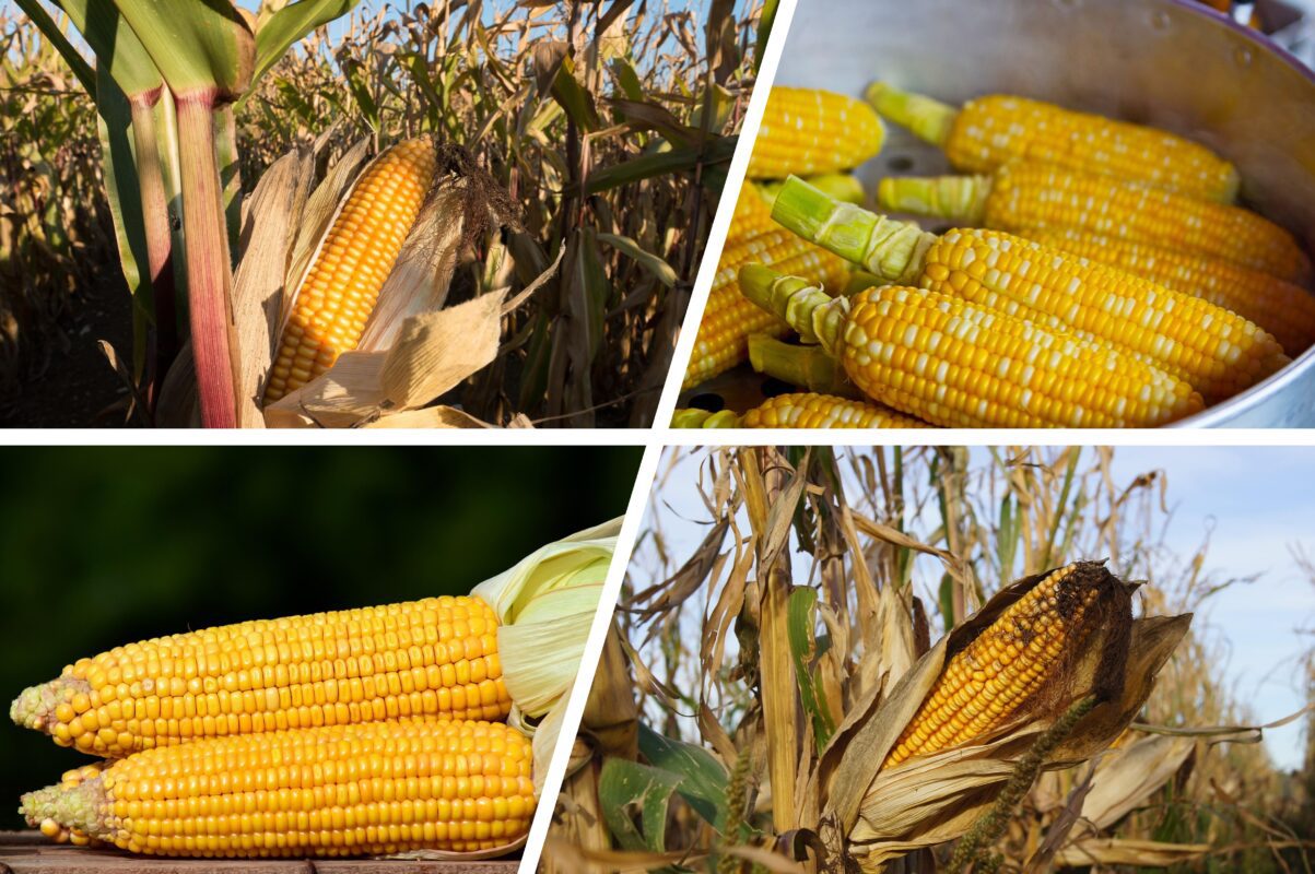 Городники розповіли, чим і коли полити кукурудзу для шаленого врожаю