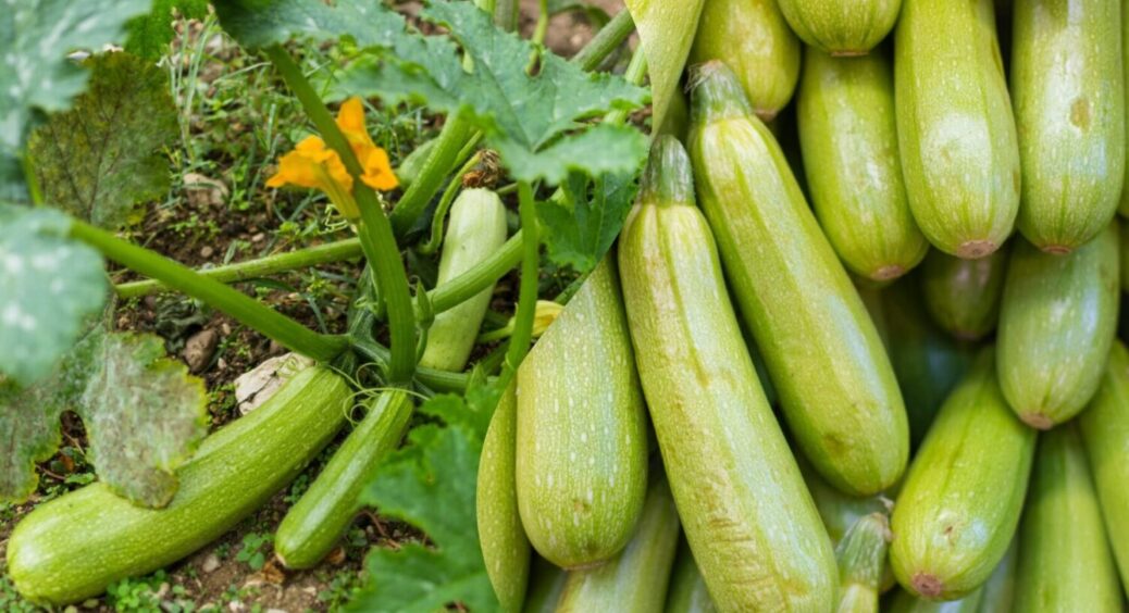 Підживіть ЦИМ кабачки в липні, щоб зібрати візок з куща – це сусідка мені нашептала 3 роки тому 