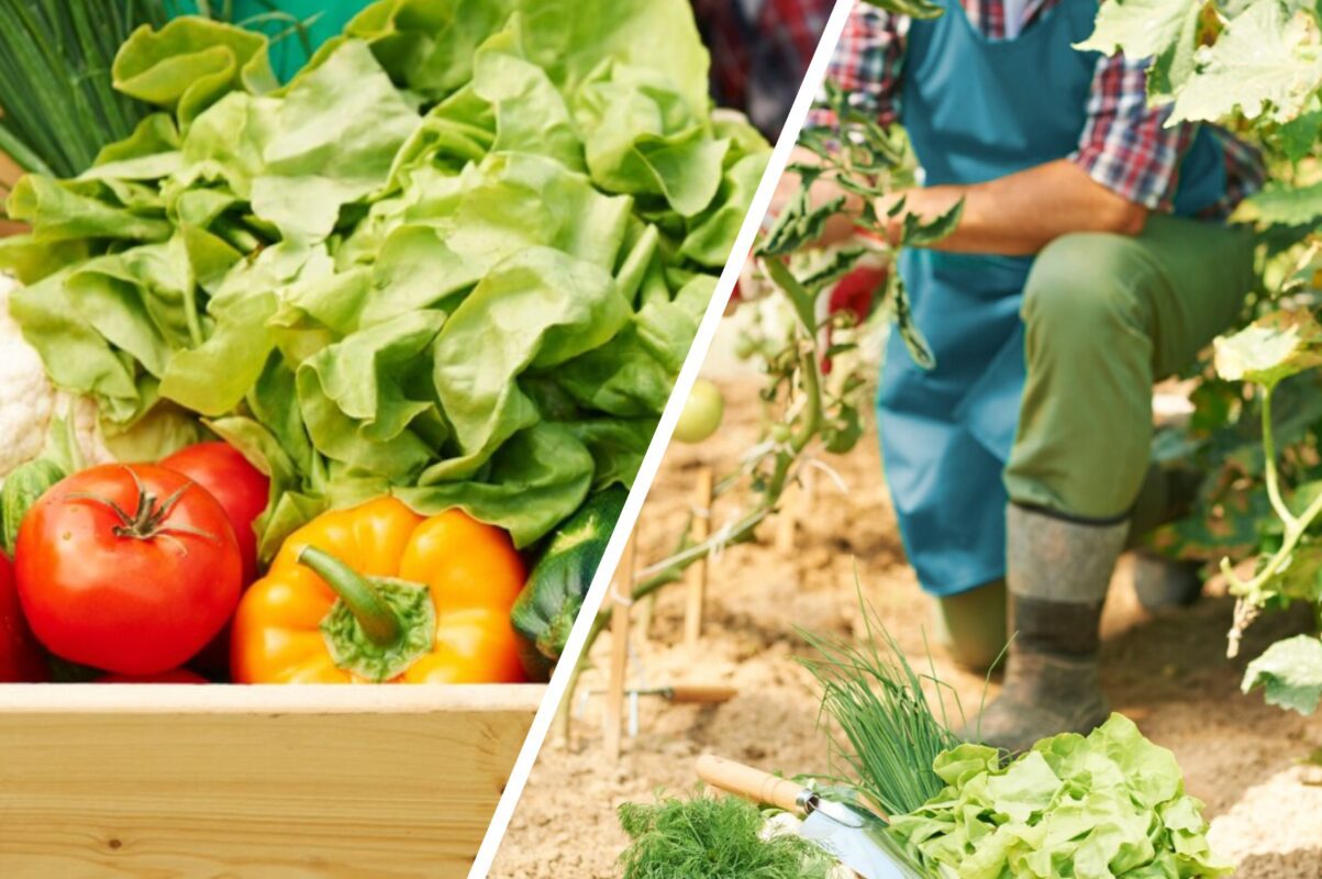 Городники розповіли, як захистити овочі від спеки влітку