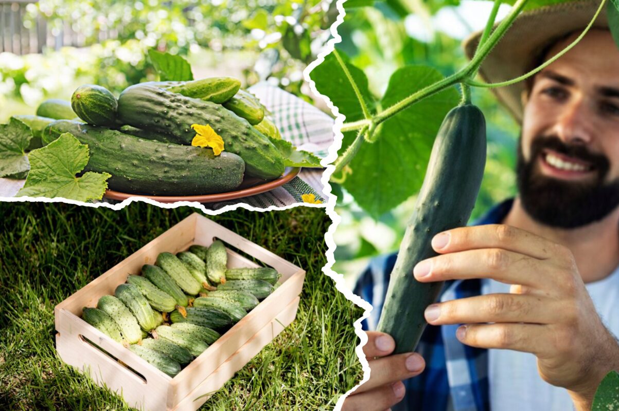 Городники розповіли, як виростити гігантський врожай огірків без значних зусиль