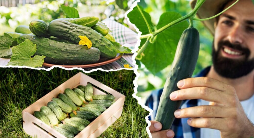 1 огірок = 1 кілограм: як виростити гігантський врожай “зелененьких” в 2025-му 