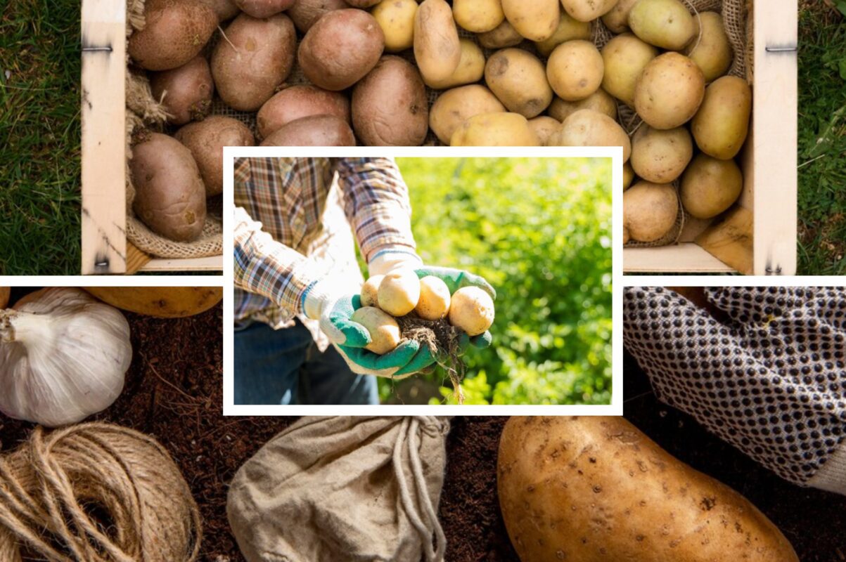 Городники розсекретили, як врятувати врожай картоплі від фітофтори