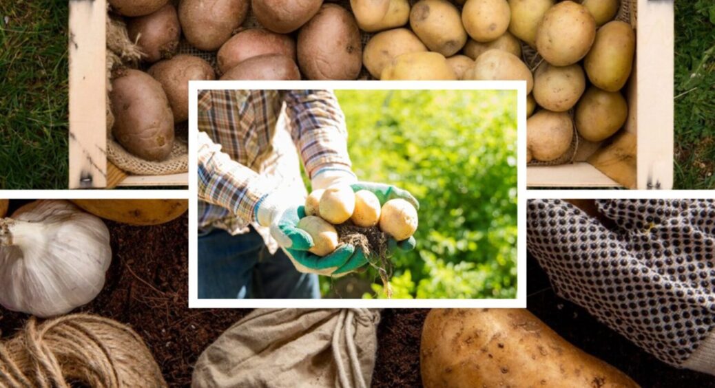 Про фітофтору більше не згадаєте: як прибрати її з картоплі і при цьому зберегти врожай цілим 