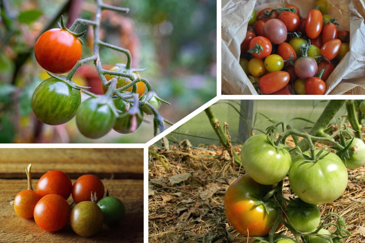Як визначити, чи гнилий всередині помідор