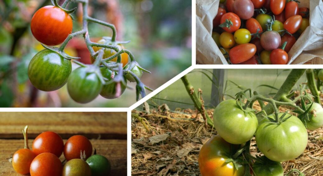 Томати виростуть прямо на очах: знайдена найкраща підживка для помідорів в липні 2025 
