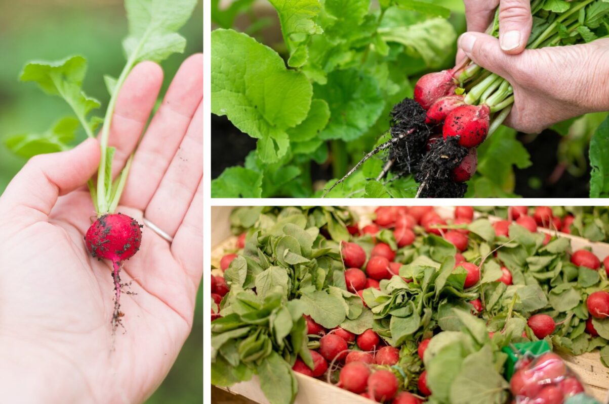 Дачники розсекретили, чим полити грядки з редискою від хрестоцвітної блішки