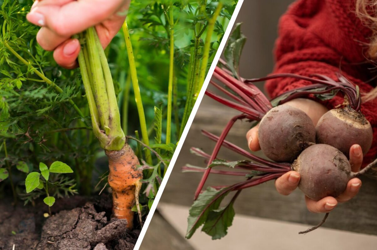 Городники розповіли, чим підгодувати коренеплоди: рецепту 100 років