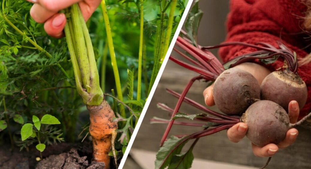 100-річний рецепт, який передають з покоління в покоління: “еліксир” для удобрення коренеплодів 