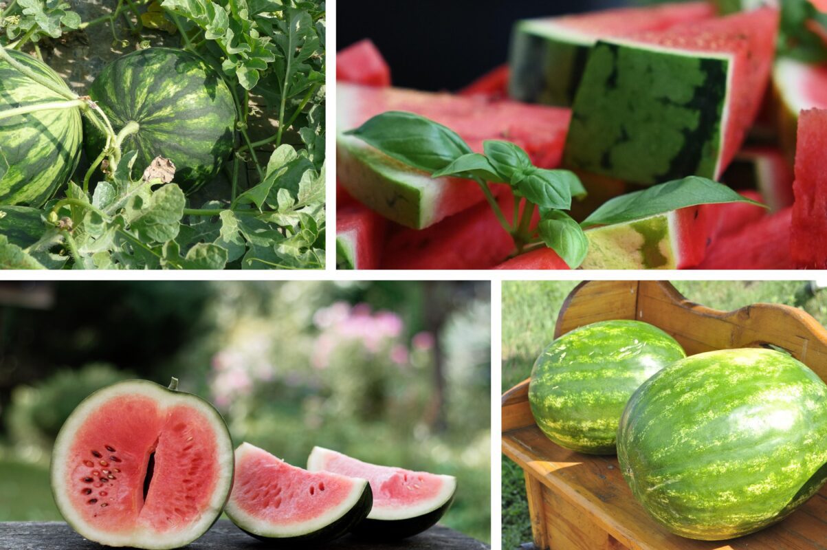 Садівники розсекретили дієву підкормку для кавуна в червні 2025