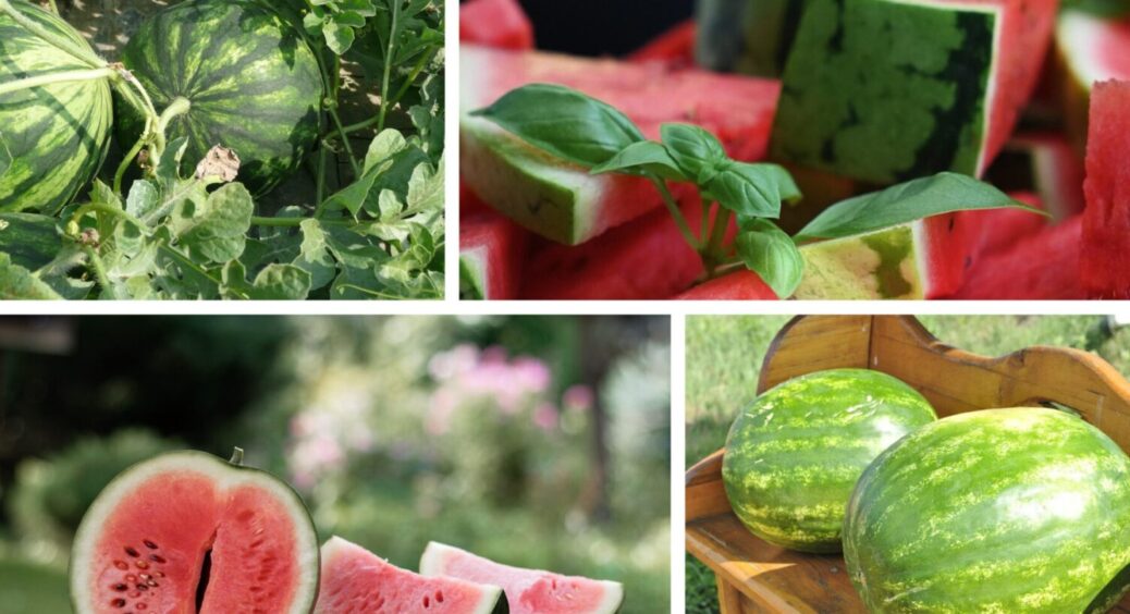 1 пакетик у воду – і плоди виростають величезними: чим полити кавун в червні 2025 – море врожаю 