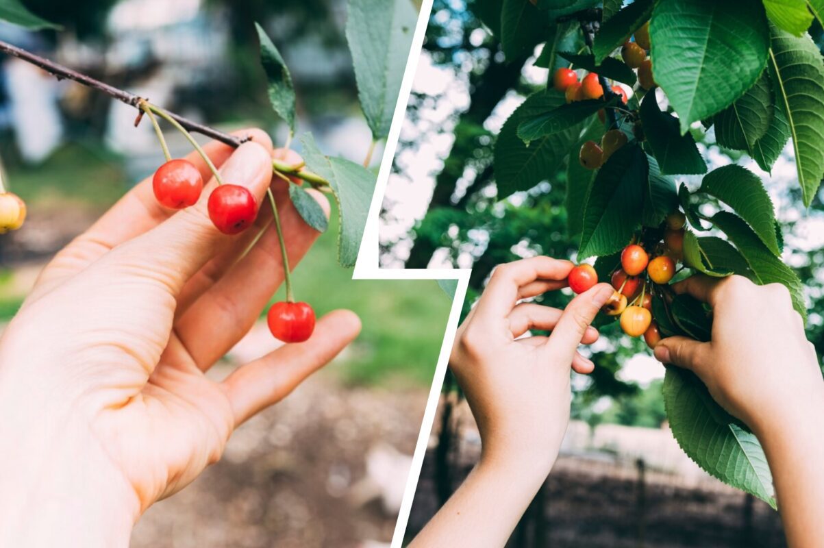 Садівники розповіли, чим полити вишню, щоб отримати вдвічі більший врожай