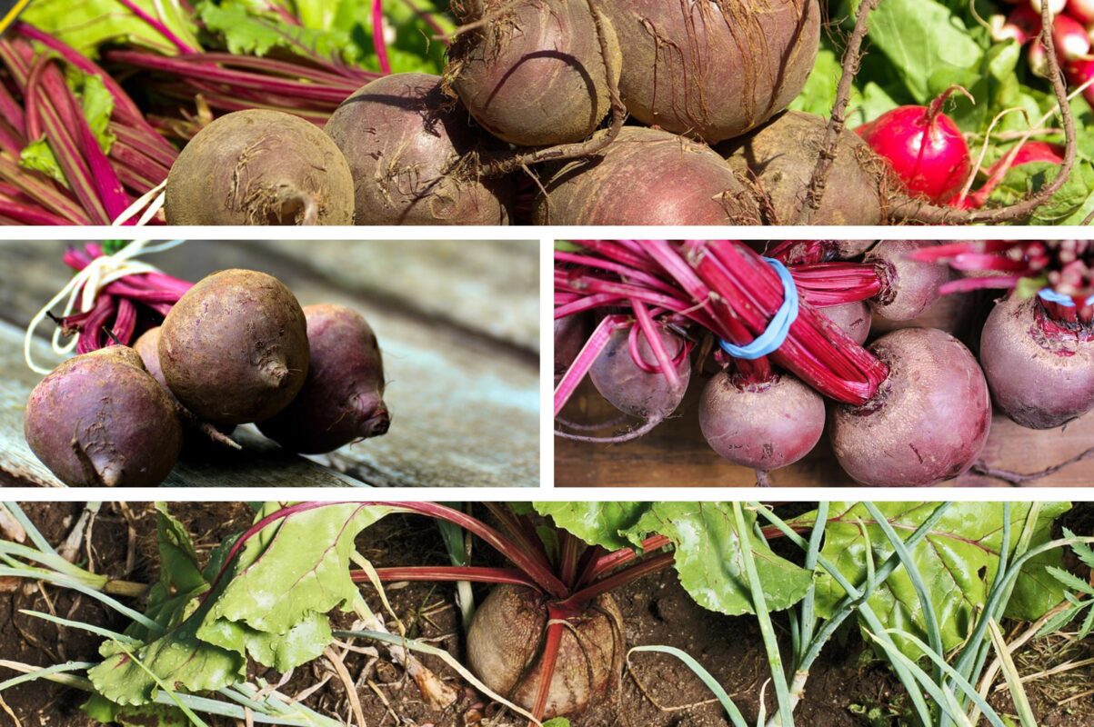 Експерт розповів, як правильно поливати буряки 