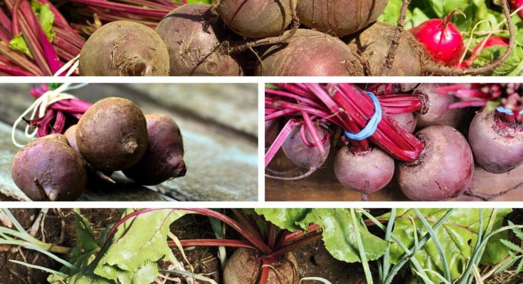 Жоден буряк не боїться одеської спеки 2025 – секрет в 1 русі: як поливати правильно 