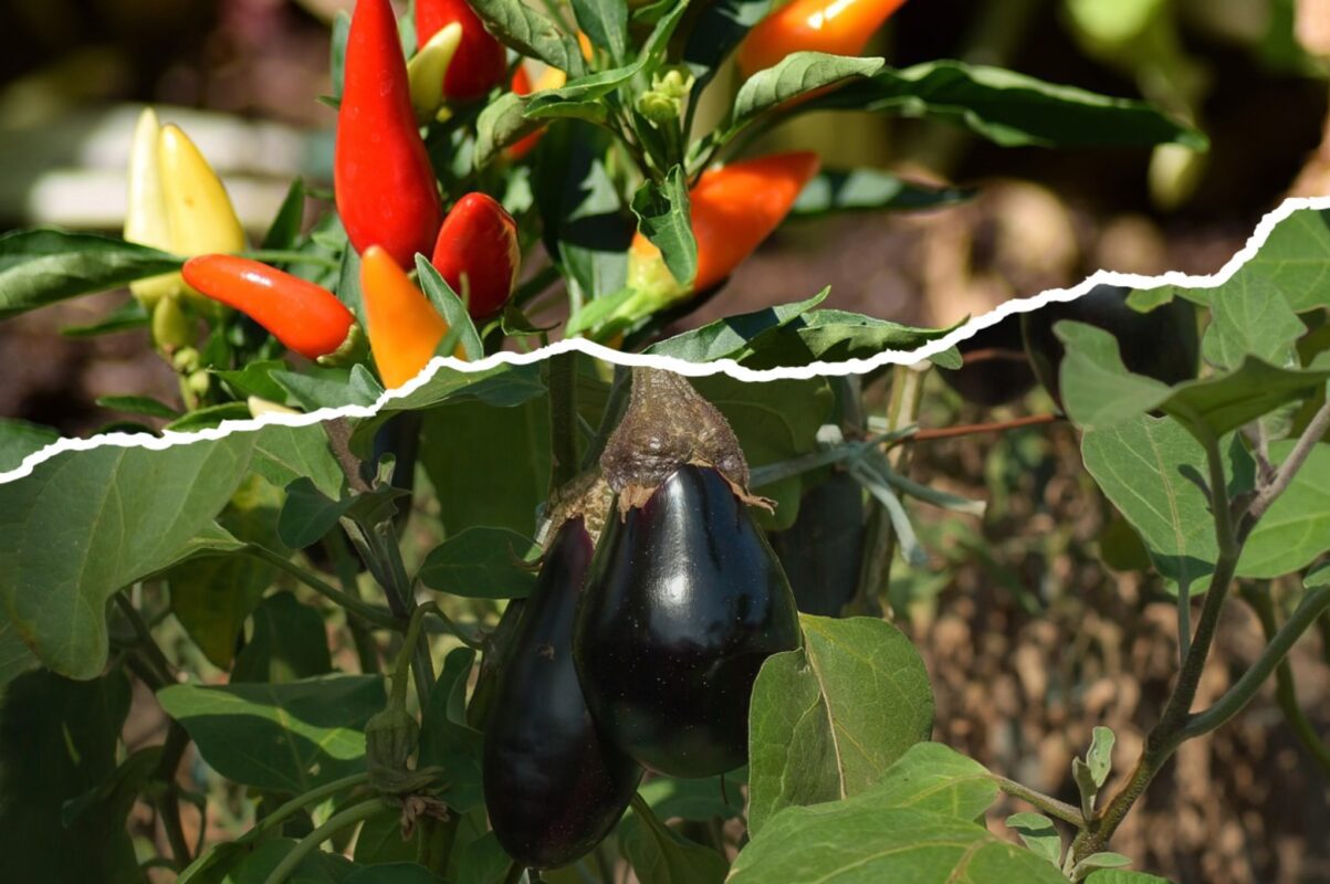 Городники розповіли, чим обробити перець й баклажани для збільшення врожайності