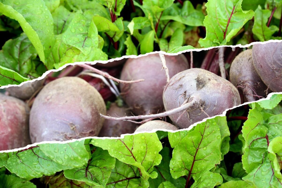 Експерт розповів, як отримати м'ясистий та солодкий буряк