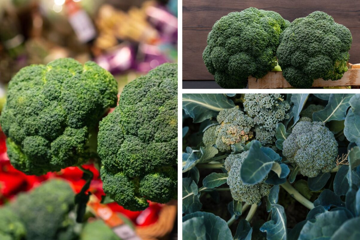 Городники розповіли, як виростити броколі на власній ділянці 