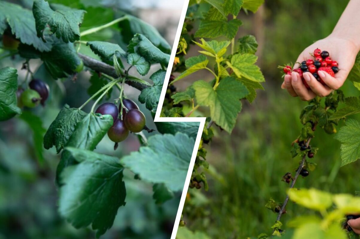 Садівники розповіли, як отримати найсмачніший врожай смородини вже в 2025-му