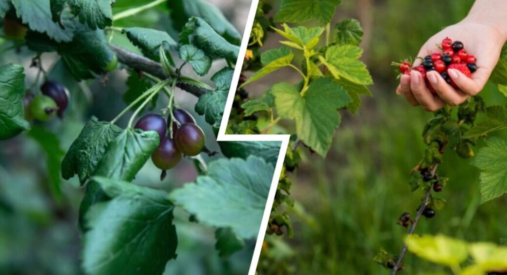 Закопую ЦЕ в ґрунт – стабільно високий врожай смородини маю: як підвищити врожайність культури 
