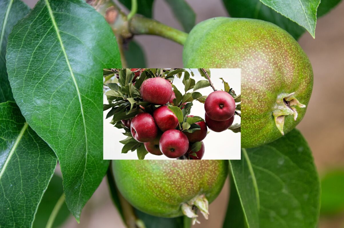 Садівники розповіли, чи можна обрізати верхівки плодових дерев влітку 2025