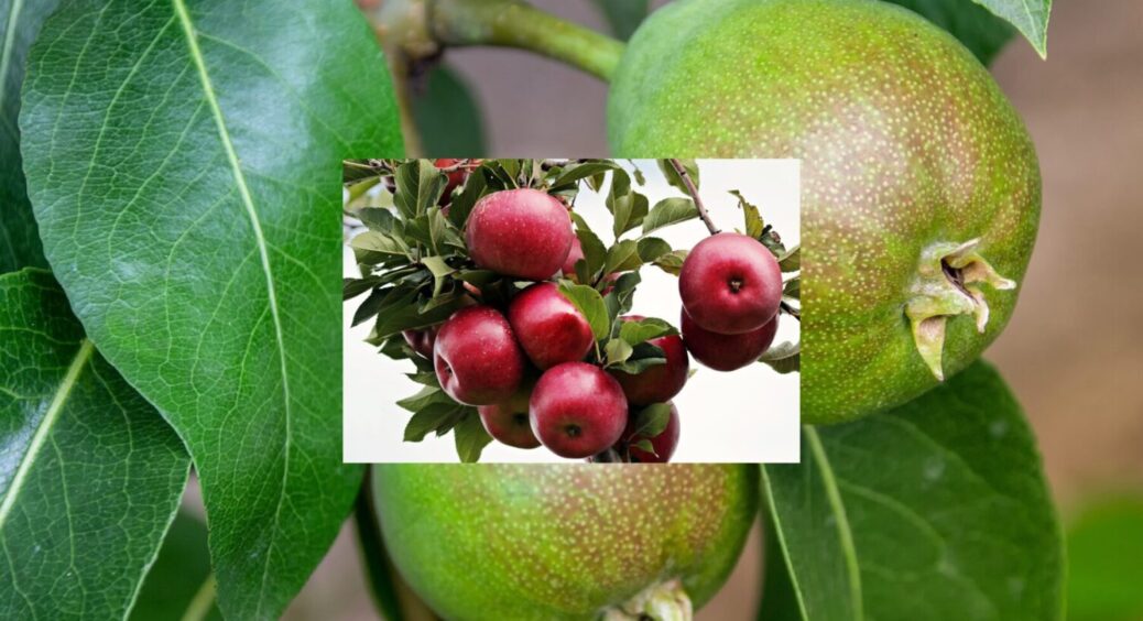 Повний гід: чи можна обрізати верхівки плодових дерев влітку – аграрний лайфхак на 10 з 10 