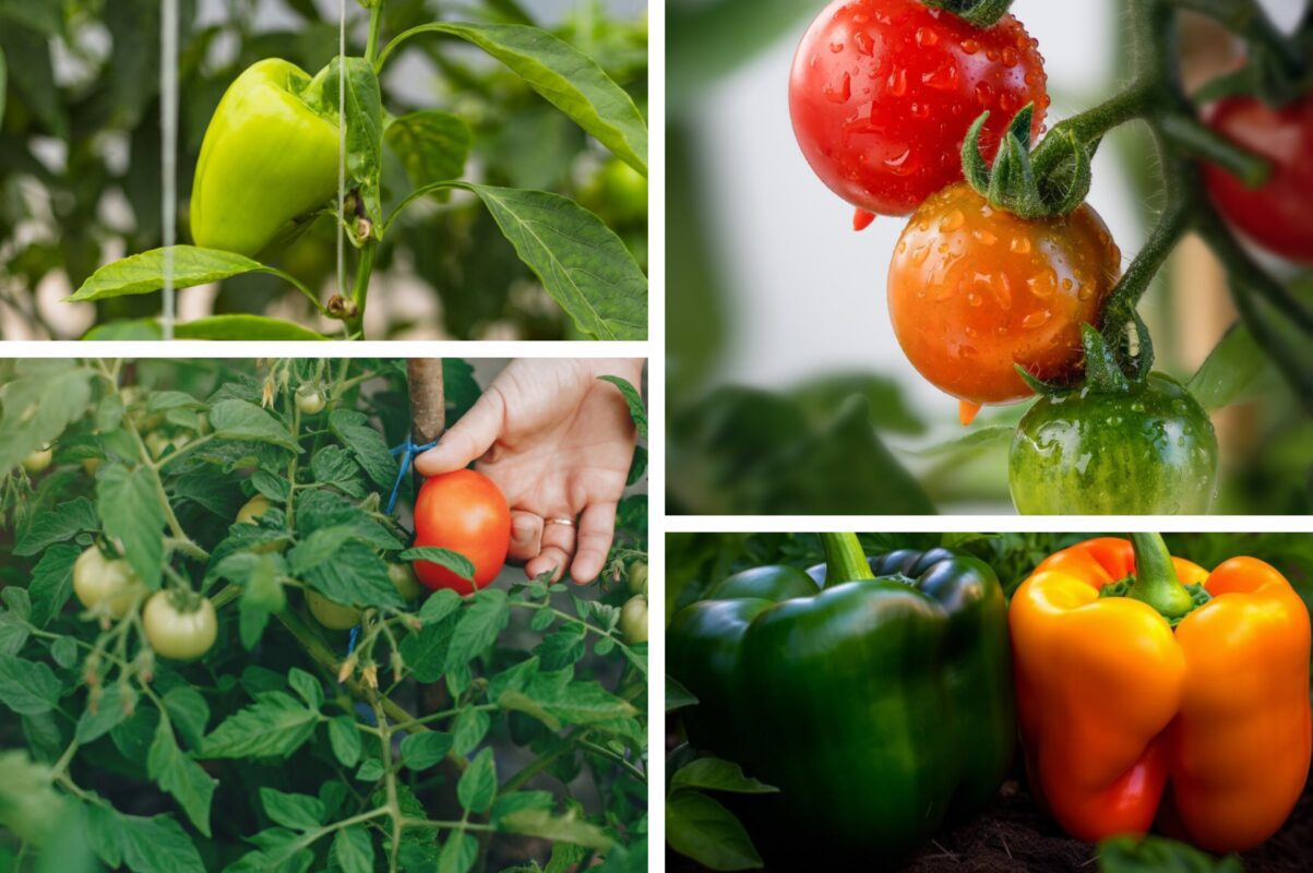 Городники розсекретили рецепт добрива для помідорів й перцю