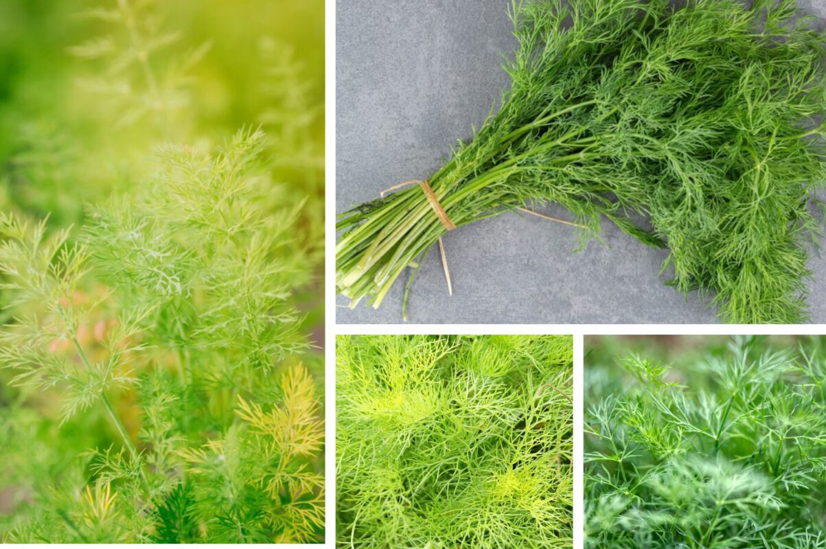 Агроном розповів, як виростити соковитий кріп до морозів