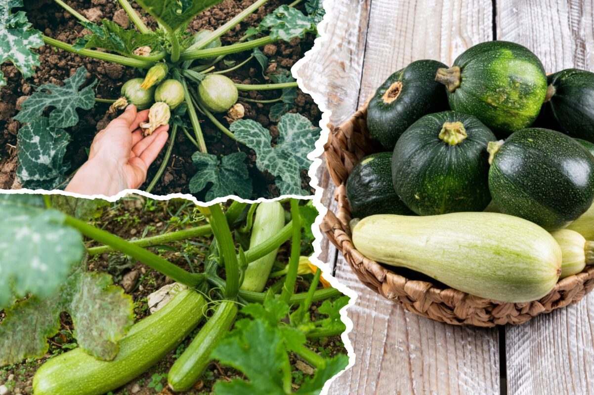 Дачники розповіли, чим варто полити кабачки, щоб вони плодоносили до листопада
