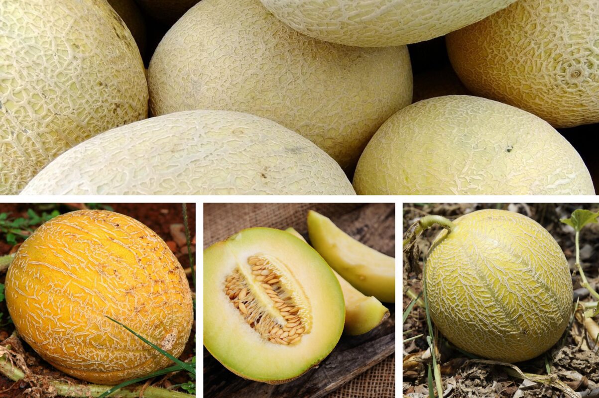 Садівники розповіли, чим полити диню до кінця червня 2025