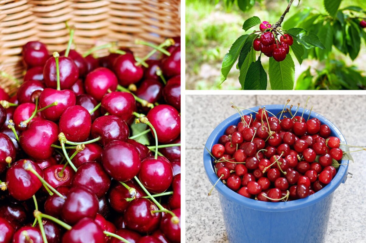 Експерти розповіли, як правильно обирати черешню в магазині