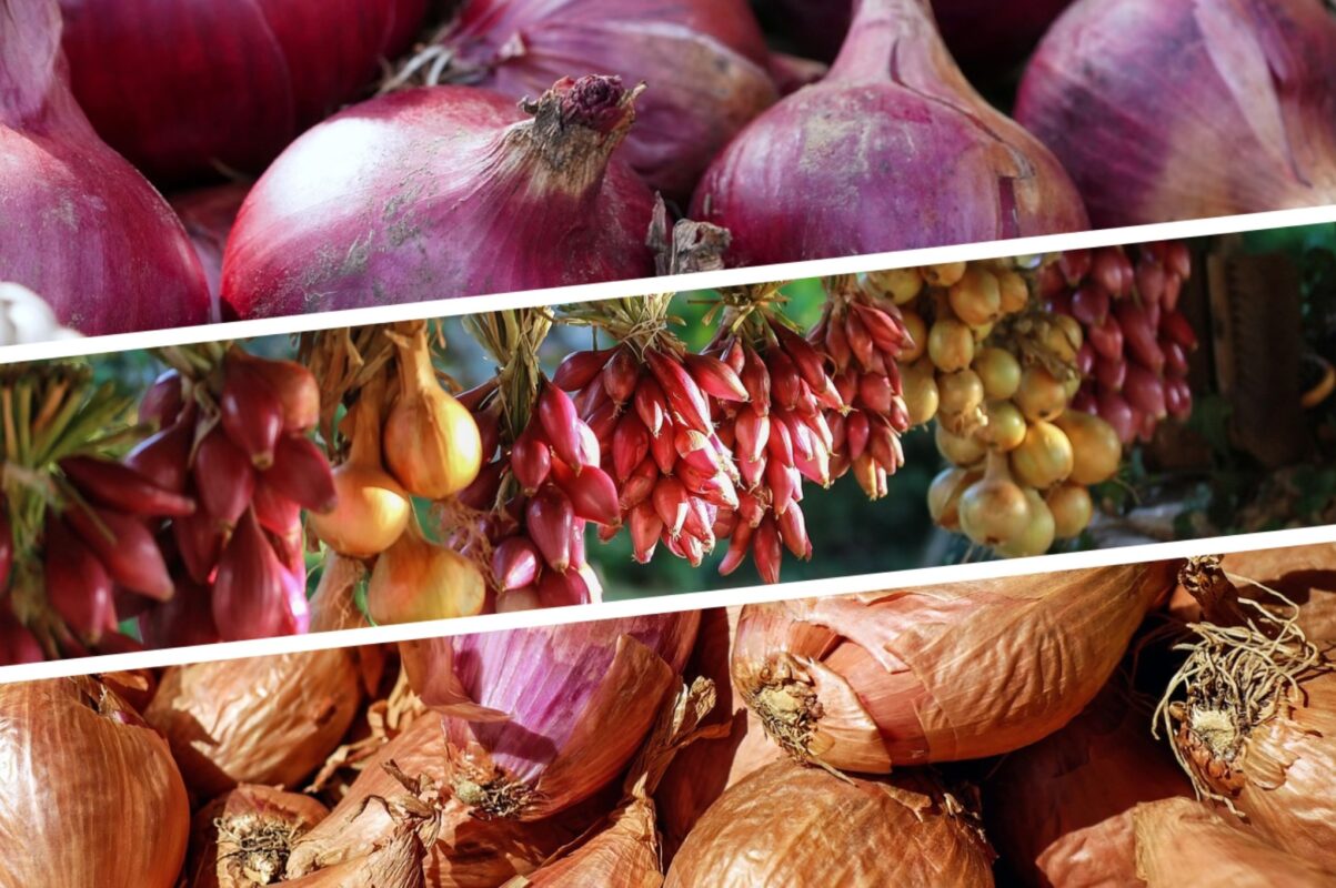 Дачники розповіли, чим необхідно підгодувати цибулю до 30 червня