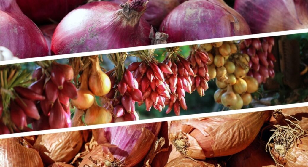 До 30 червня треба встигнути! Цибулини виростуть великими й солодкими – мастхев підживка 2025 