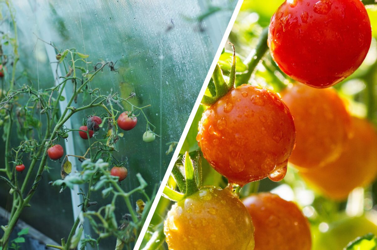 Городники розсекретили, чим обприскати помідори під час цвітіння