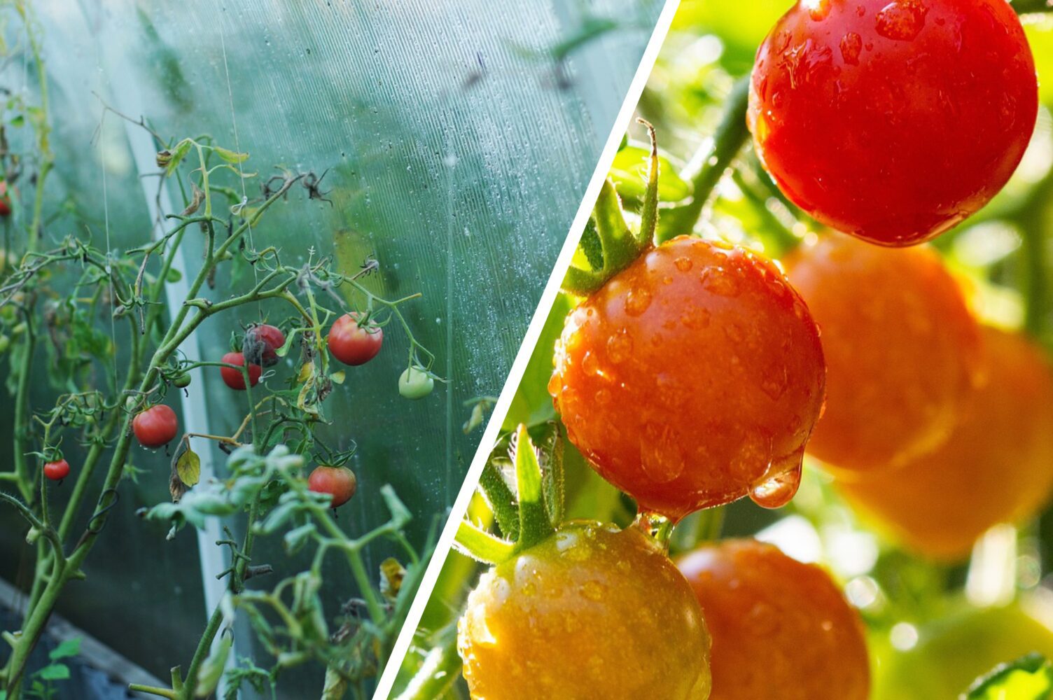 Городники розсекретили, чим обприскати помідори під час цвітіння