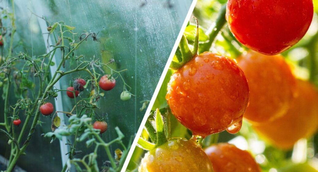 Кущі будуть ломитися від такої кількості плодів: чим полити томати під час цвітіння 2025 