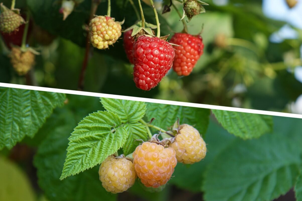 Агроном розповів, що робити, коли листя малини жовтіє