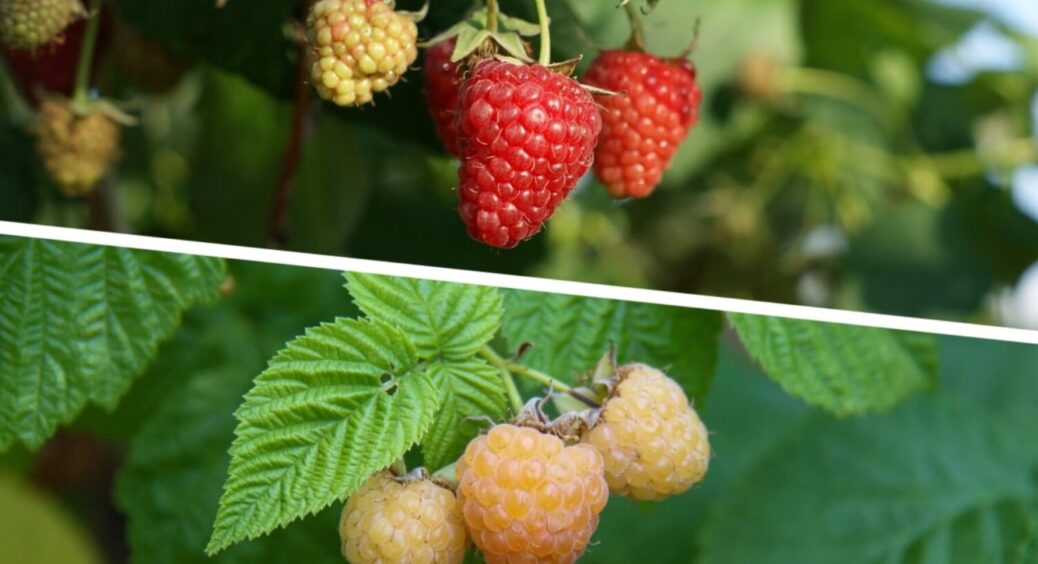 Листя малини жовтіє: ось що херсонці роблять, коли кущі починають показувати характер 