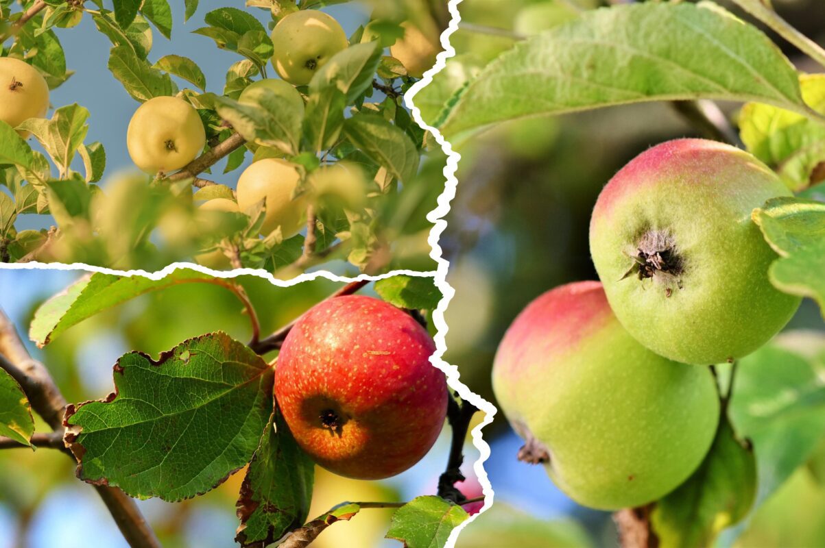 Садівники розповіли, чим обробити яблуню від плодожерки в кінці червня