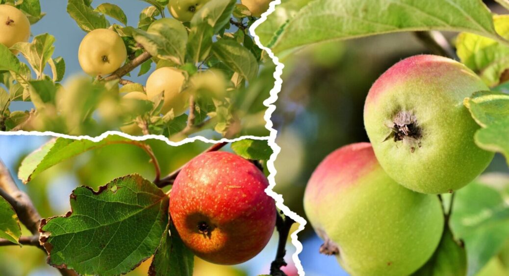 Агрономи: “Кінець червня – останній шанс обробити яблуні від плодожерки без шкоди для врожаю” 